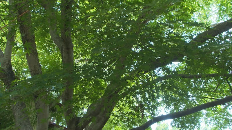 tree