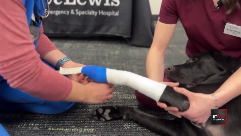 ¿Estás preparado para dar primeros auxilios a tu mascota?