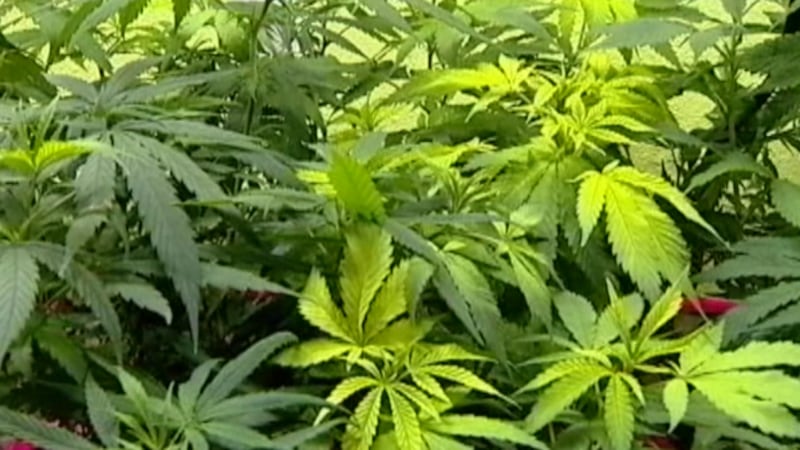 La Junta de Cumplimiento del Cannabis de Nevada presentó un catálogo público de productos en...