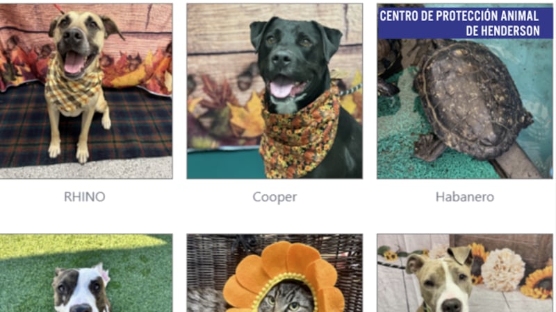 La ciudad de Henderson ofrece adopciones gratuitas en noviembre