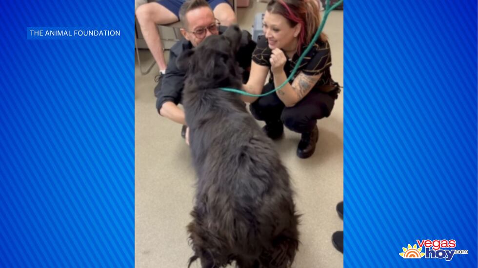 The Animal Foundation comparte la historia del largo camino de regreso a casa de unos perros...