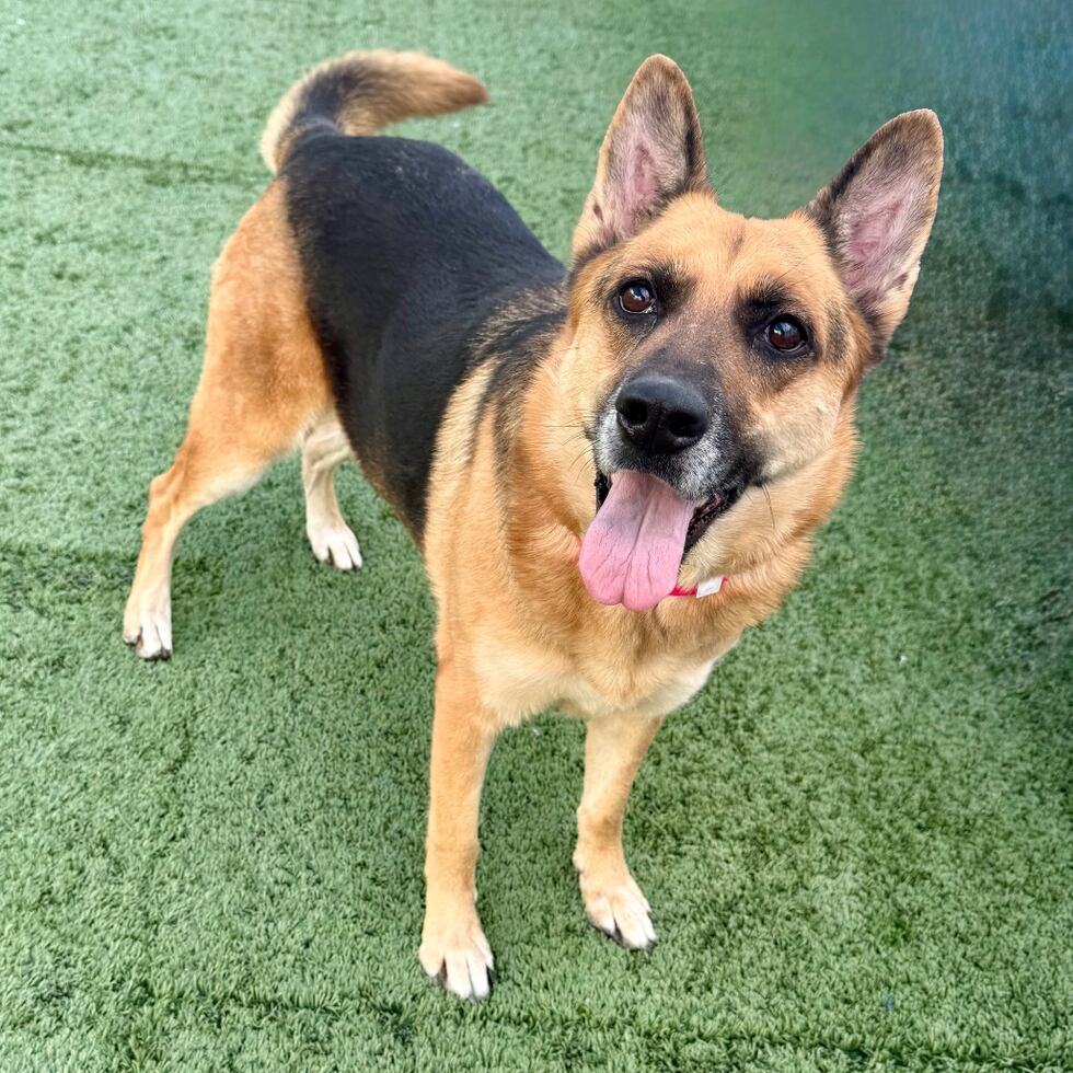 The Nevada SPCA says it’s hosting its annual “Adopt Till You Drop” event Friday, where...