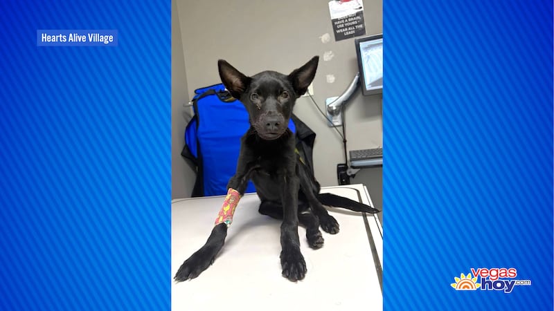 Según la organización de rescate animal Hearts Alive Village, el cachorro fue encontrado cerca...