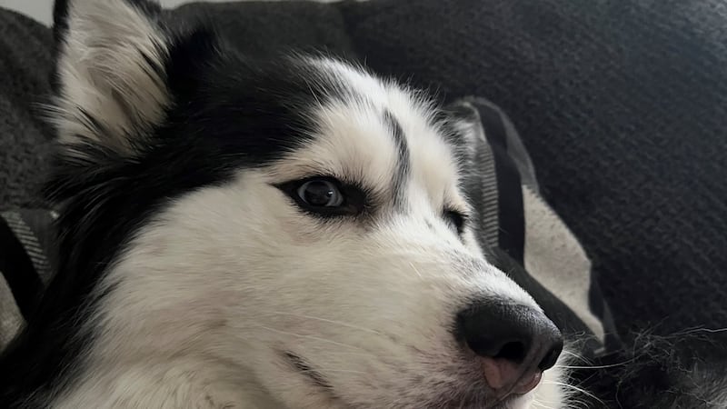 A Henderson dog owner discovered her adopted pet was never spayed despite paperwork indicating...