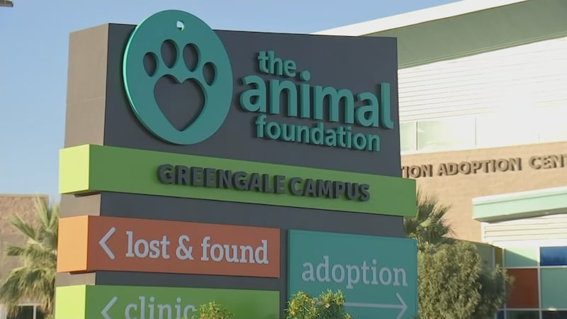 Encuentra a tu compañero ideal: Tasas de adopción exentas este sábado en ‘The Animal Foundation’