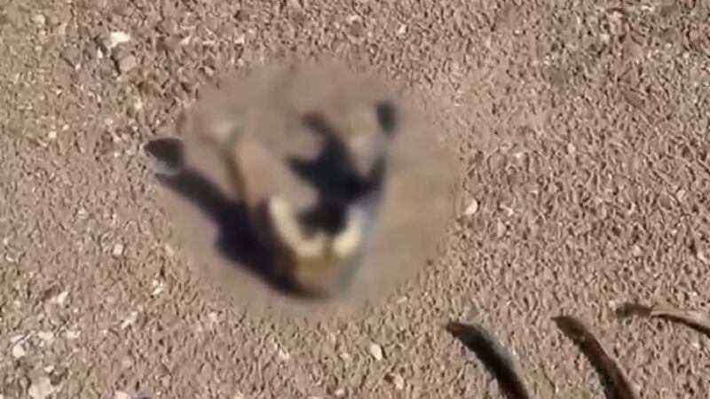 Authorities are investigating the latest set of human remains found Sunday at Lake Mead...
