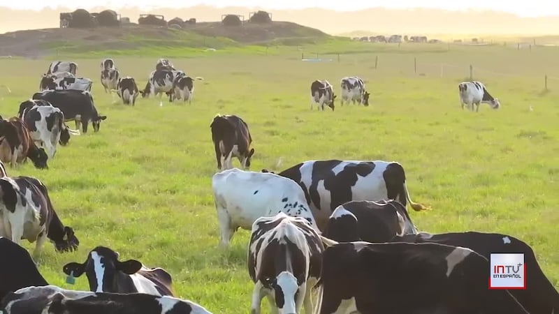 Cómo el mundo rural intenta atraer a los veterinarios