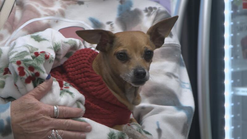 El Día de Acción de Gracias es una época para reunirse con los seres queridos, y eso suele...