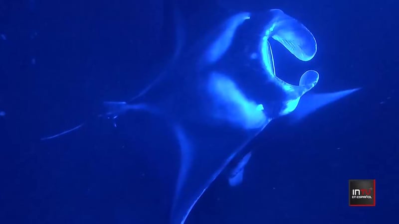 Turismo con mantarrayas cuestionado en Hawaii