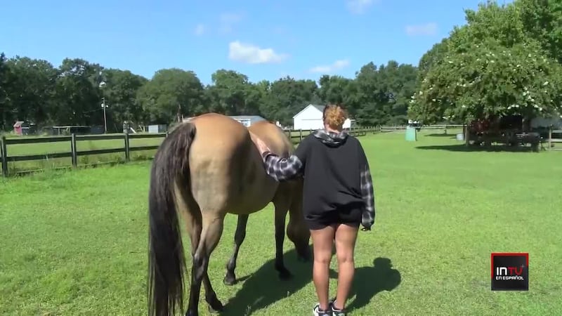 Cómo los caballos ayudan a manejar las emociones