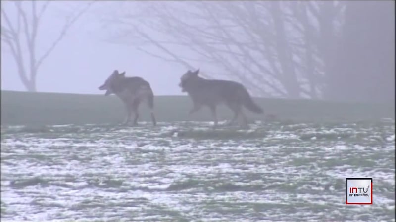 Qué hacer si un coyote se te acerca