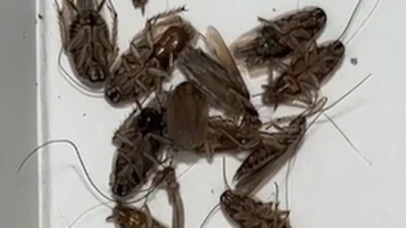 A Clark County woman with severe health complications is dealing with a massive cockroach...