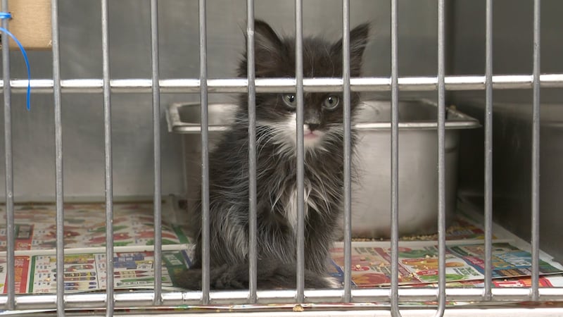 Here’s what local shelters and animal groups say they took in over the July 4 weekend