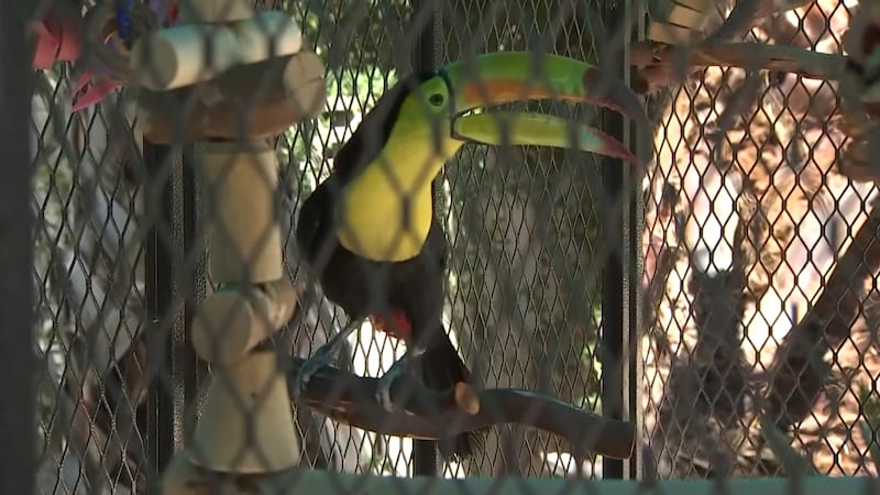 ‘Sam the Toucan’ returns to owners after months flying around Las Vegas