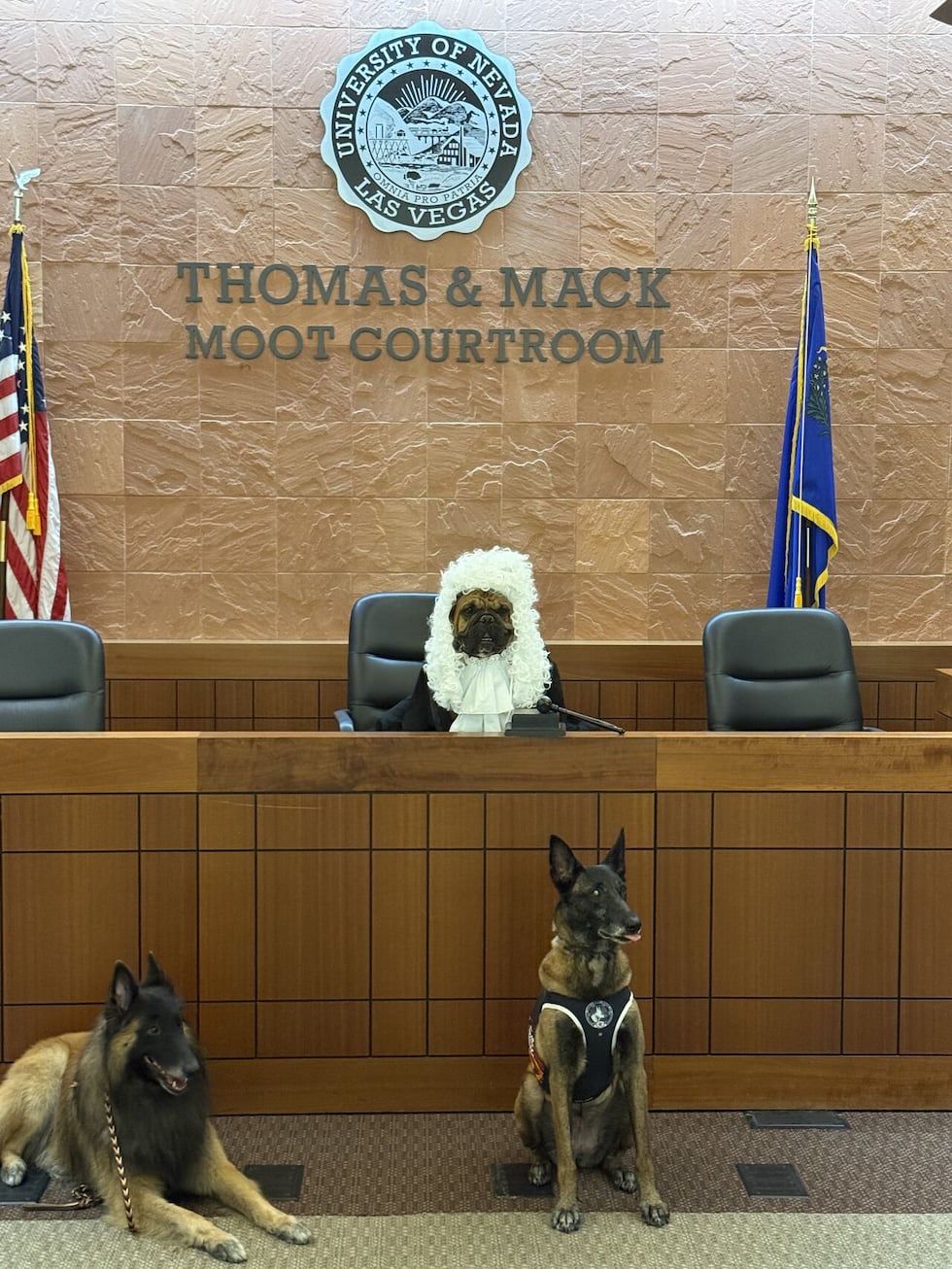 La organización sin fines de lucro Courtroom Critters evalúa perros para brindar apoyo a los...