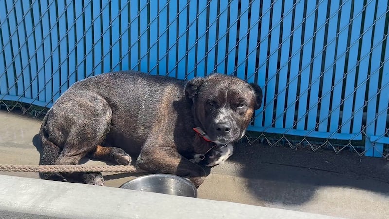 Image shows a dog that was apparently abandoned, tied to a pole outside of a Las Vegas SPCA...