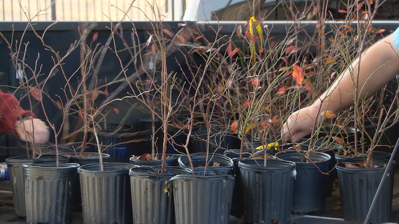 Forrest County Arbor Day tree giveaway