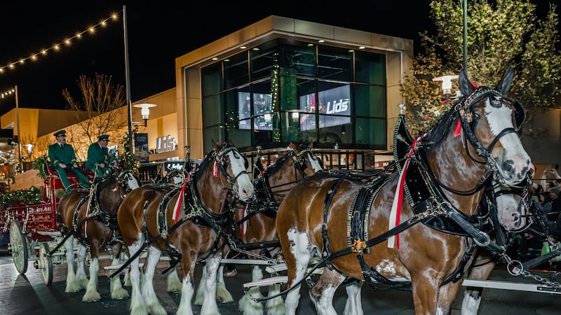 Los mundialmente famosos caballos Clydesdale de Budweiser encabezarán el desfile navideño de...