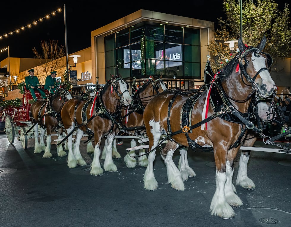 Los mundialmente famosos caballos Clydesdale de Budweiser encabezarán el desfile navideño de...