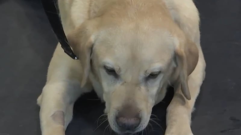 CCSD police say K-9 “King” has found 44 guns on school campuses during his career, with his...