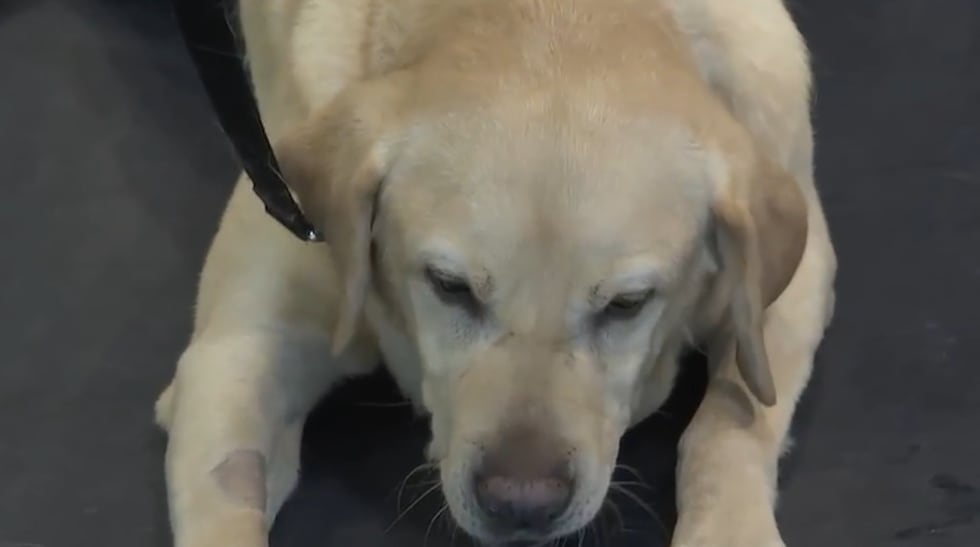 CCSD police say K-9 “King” has found 44 guns on school campuses during his career, with his...