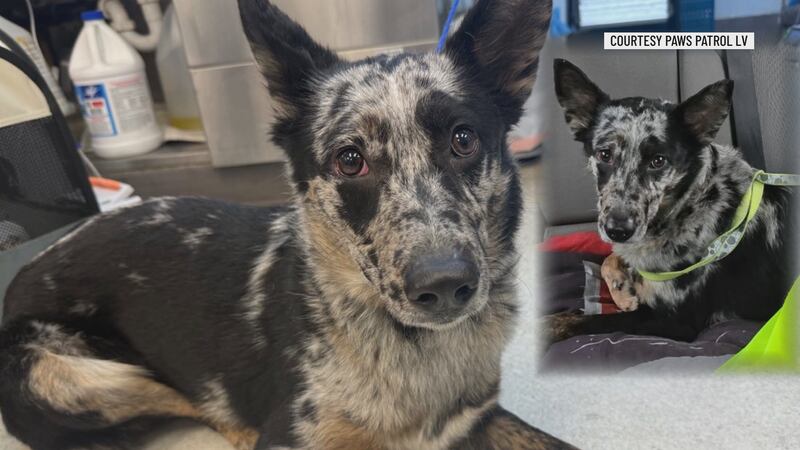 Los grupos de rescate de animales pasaron la Nochevieja y el Día de Año Nuevo atendiendo...