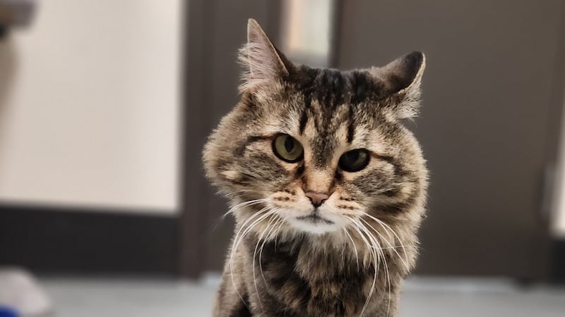 The Nevada SPCA says it’s hosting its annual “Adopt Till You Drop” event Friday, where...