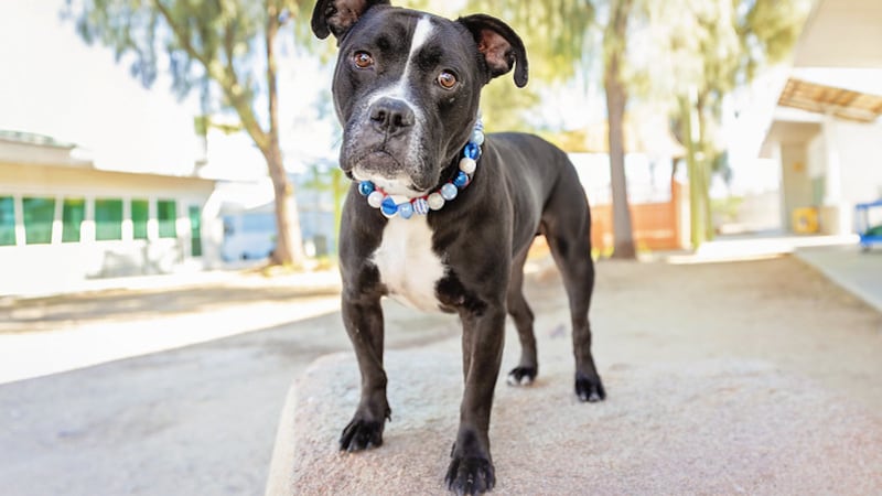 The Animal Foundation Las Vegas