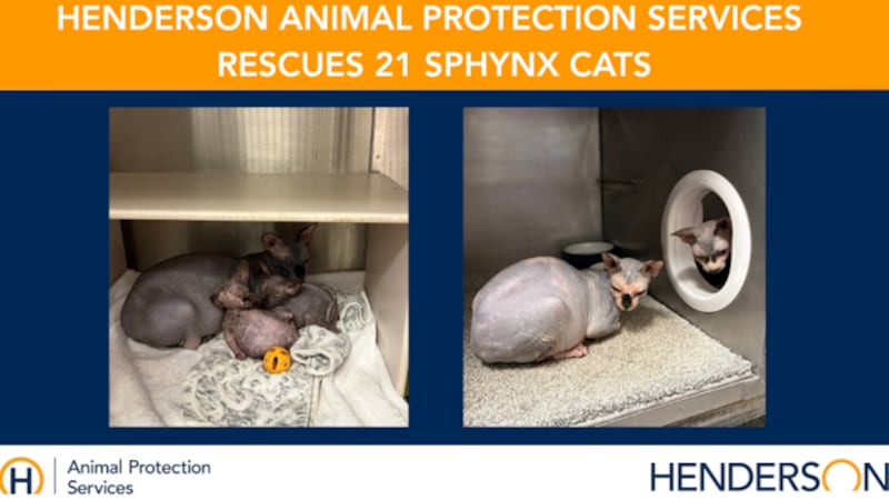 Henderson rescues 21 Sphynx cats from breeder