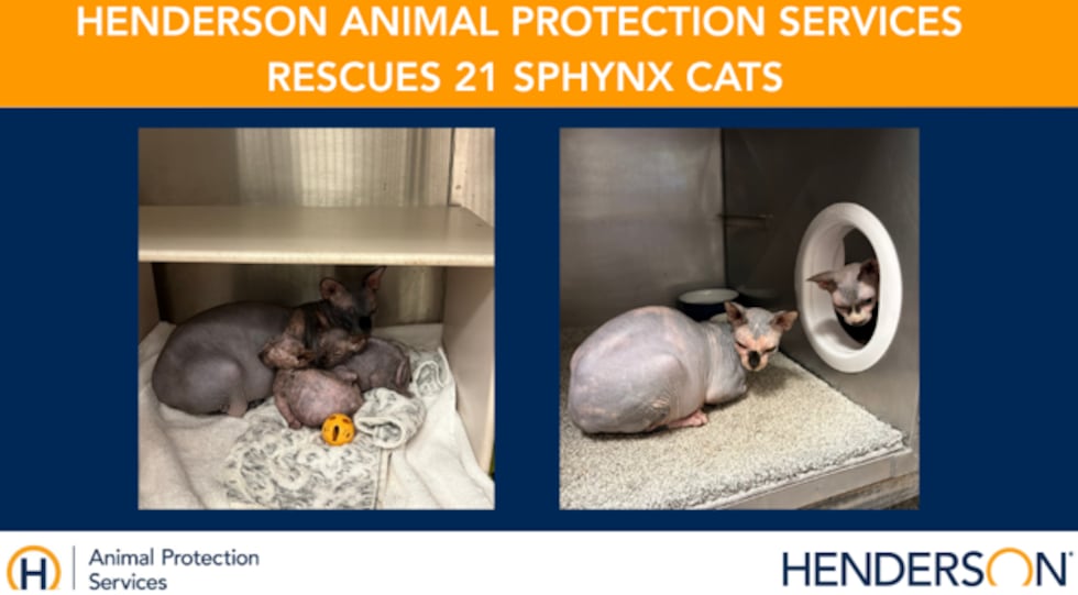 Henderson rescata a 21 gatos Sphynx del criador
