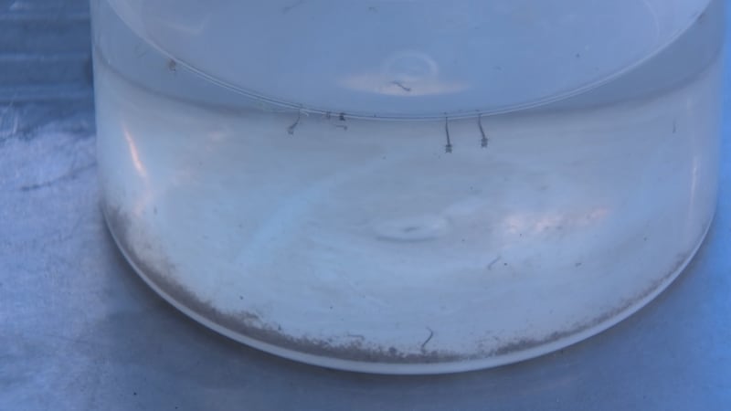 El Distrito de Salud del Sur de Nevada insta a los residentes a desechar el agua estancada,...