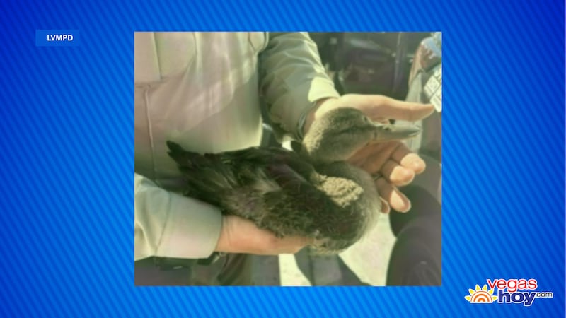Mujer hiere a un pato en el Strip de Las Vegas.