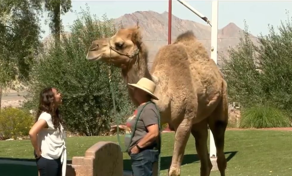 A petition signed by thousands of people across the Las Vegas Valley calls on the City of...