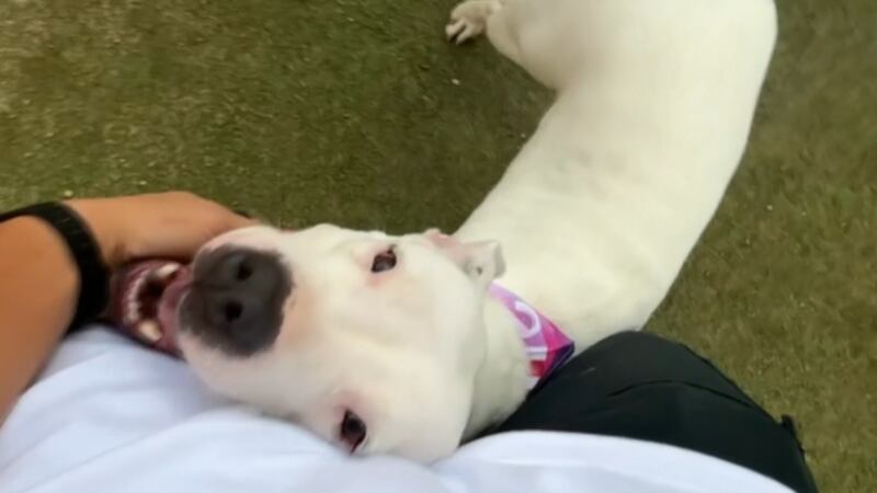 A 5-year-old Pit bull mix at the Animal Foundation has earned the nickname “the hugging dog”...