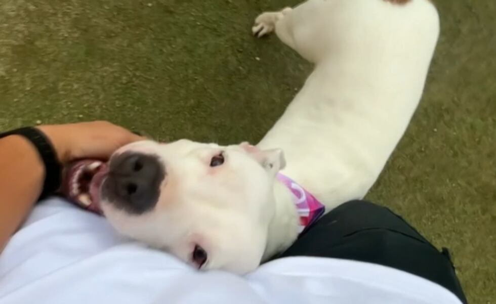 A 5-year-old Pit bull mix at the Animal Foundation has earned the nickname “the hugging dog”...