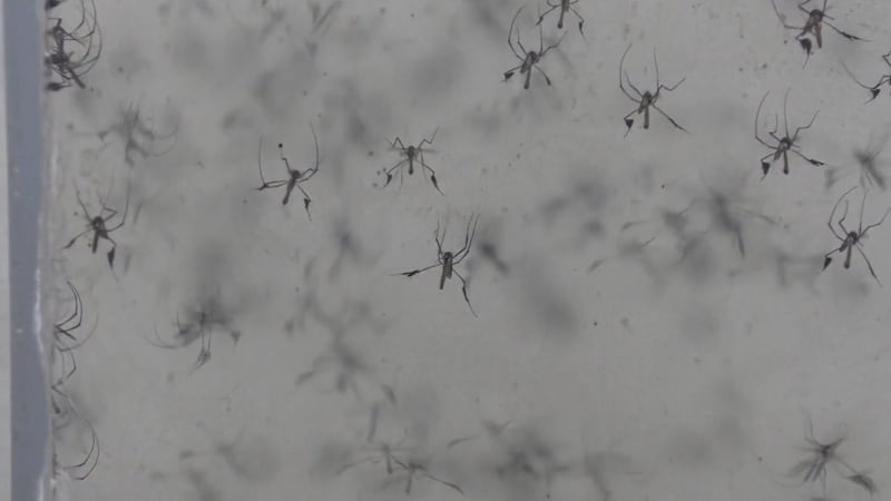 Recent flooding may mean more mosquitoes in the next several days.