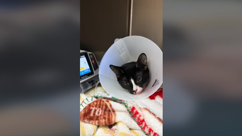 Un hospital veterinario de Las Vegas atendió recientemente a un gato que fue llevado con una...