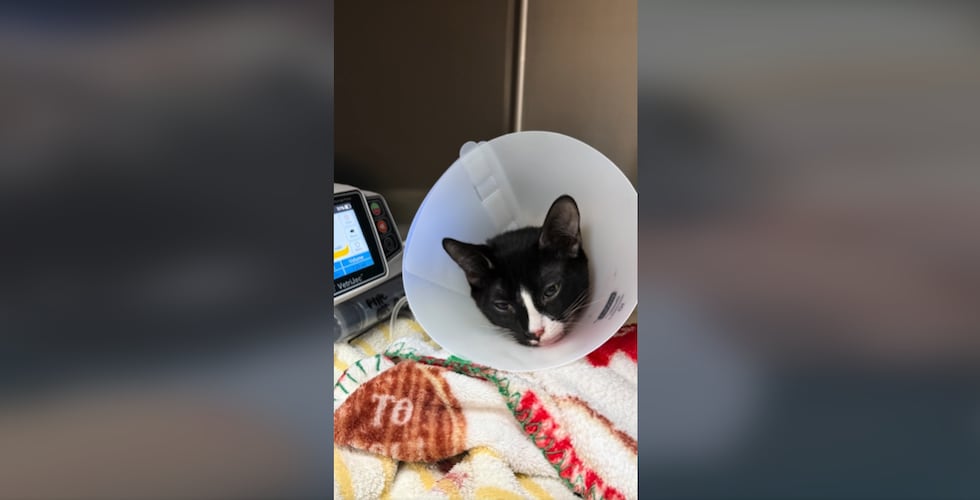 Un hospital veterinario de Las Vegas atendió recientemente a un gato que fue llevado con una...
