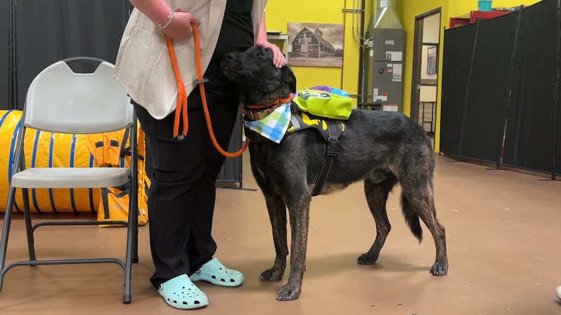 Sarge comienza su entrenamiento conductual en Norton Dog Training, en el sur de Las Vegas.
