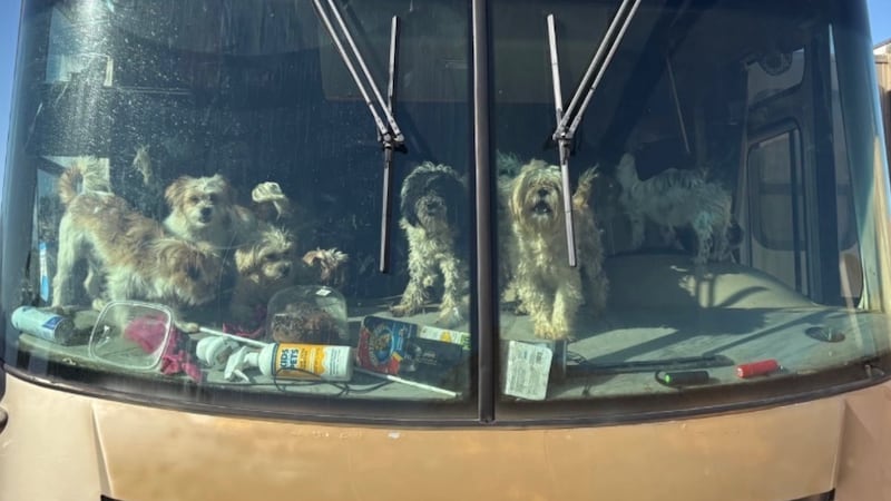 Las donaciones llegan masivamente al Refugio de Animales de Mesquite para más de 100 perros...