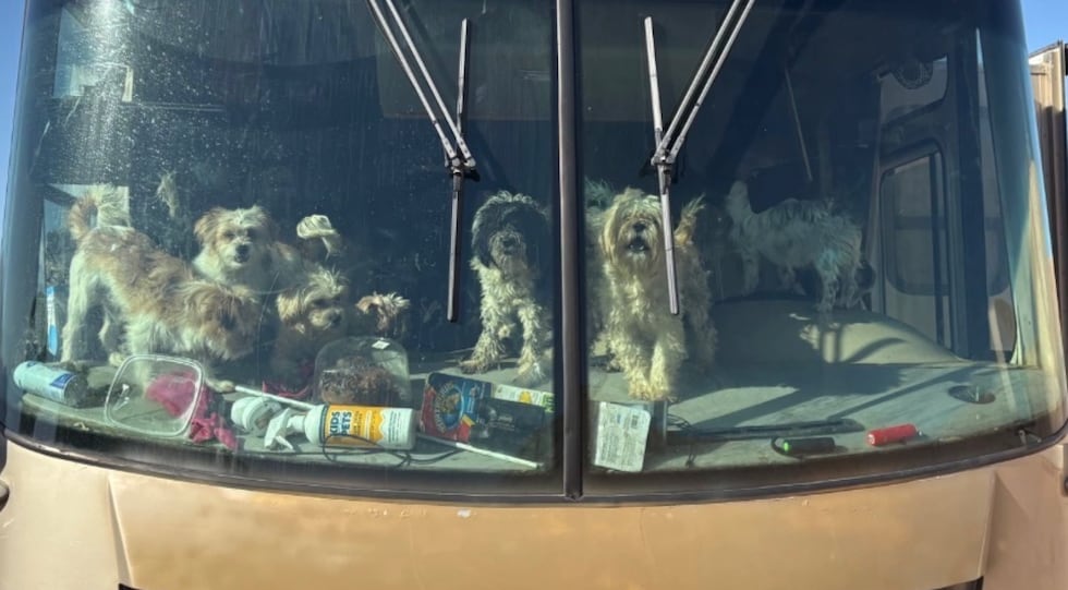 Las donaciones llegan masivamente al Refugio de Animales de Mesquite para más de 100 perros...