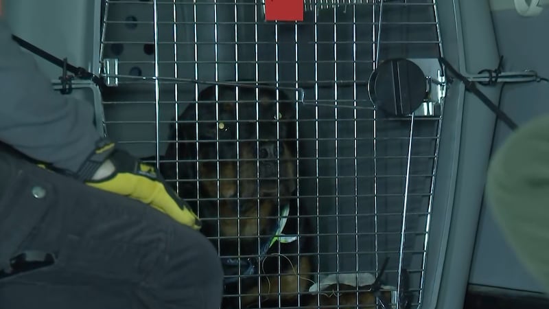 Más de 30 perros y gatos de refugio partieron de Las Vegas a primera hora del lunes rumbo a...