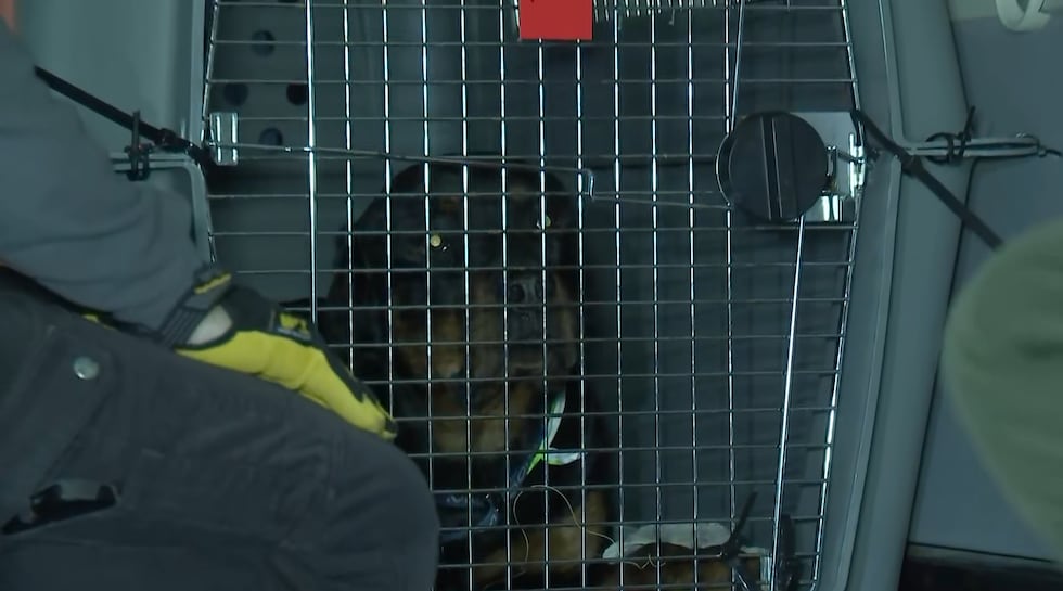 Más de 30 perros y gatos de refugio partieron de Las Vegas a primera hora del lunes rumbo a...