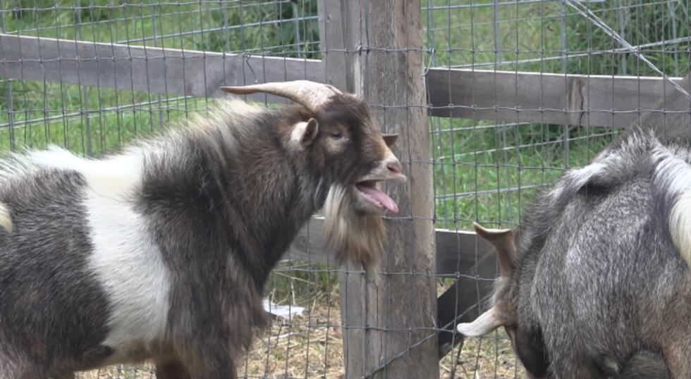 A resident in Maine called police after hearing what was initially believed to be a woman...