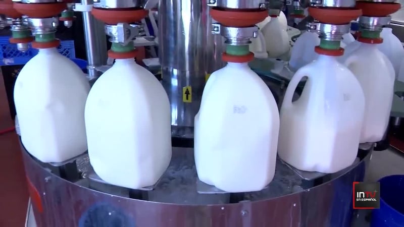 ¿Te duele el estómago cuando tomas leche? Mira esto