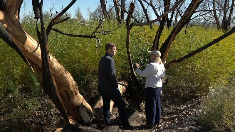 Months after a fire scorched more than 100 acres at Wetlands Park, new growth is emerging from...