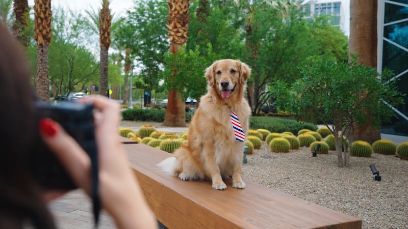 Downtown Summerlin is celebrating its ninth annual Dogs of Downtown Summerlin calendar.