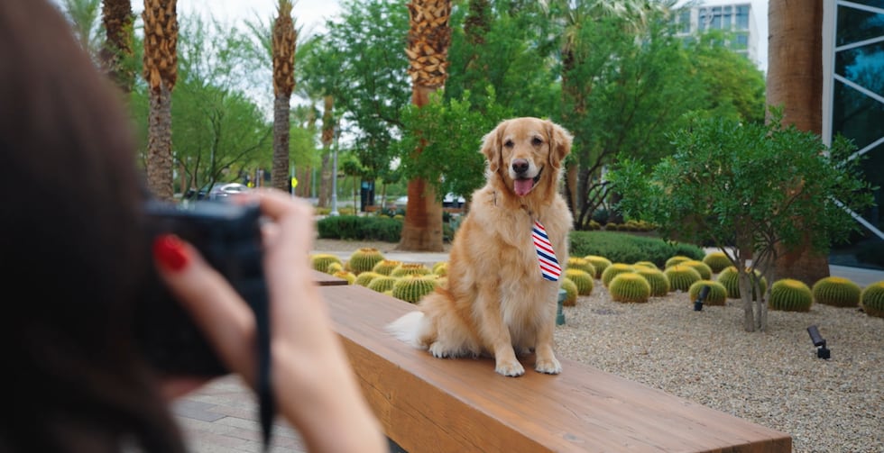 Downtown Summerlin is celebrating its ninth annual Dogs of Downtown Summerlin calendar.