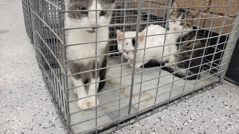 Entre los animales encontrados se incluían perros, gatos, tortugas, aves y hurones, algunos de...