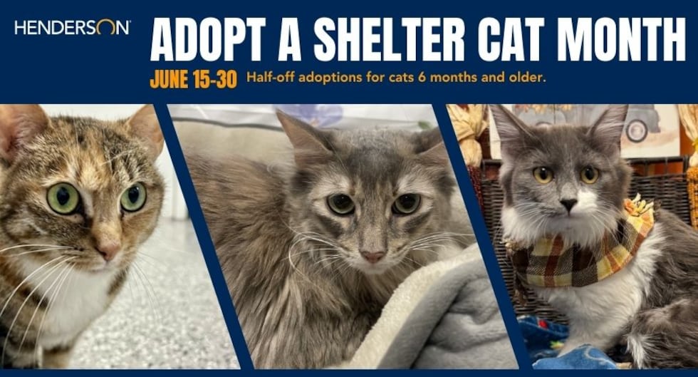 Los residentes del área de Las Vegas pueden adoptar gatos de 6 meses en adelante con un 50% de...